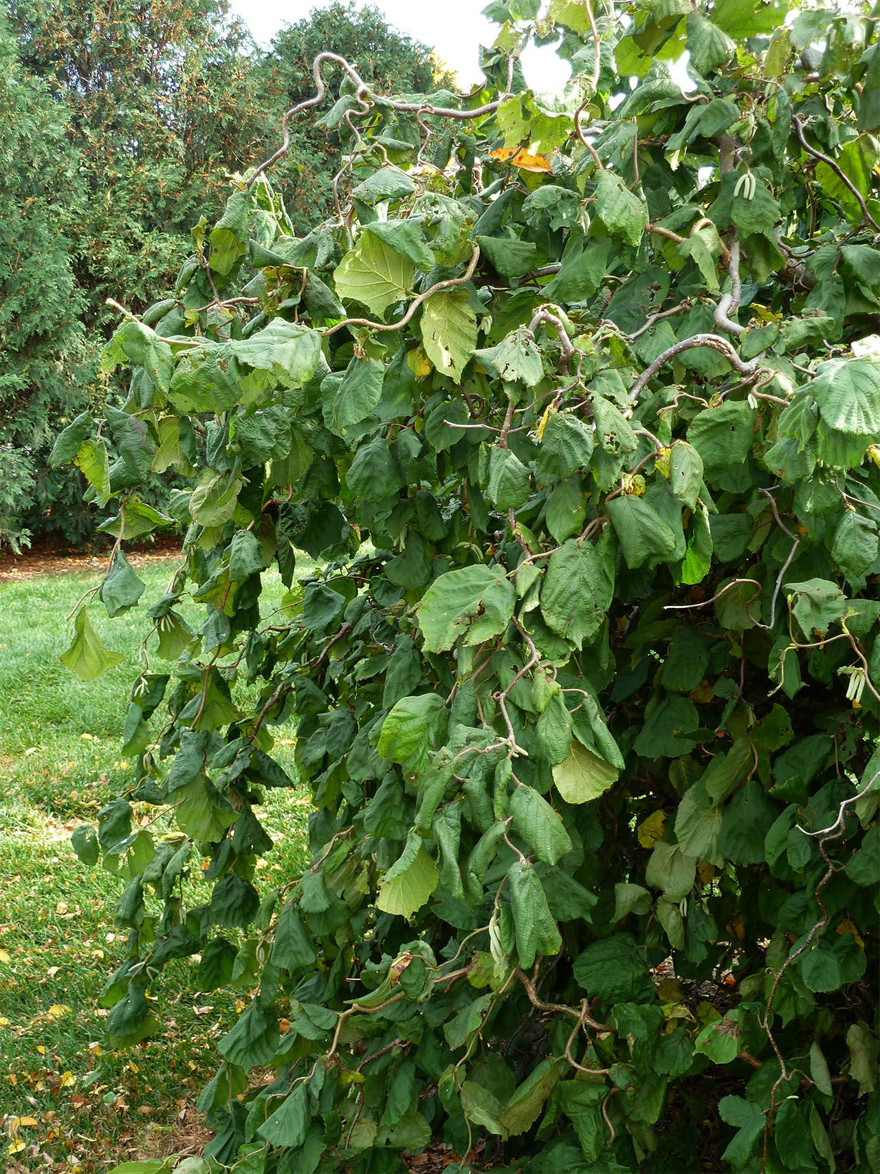 Filbert Shrubs: Easy Care, Edible Nuts & Wildlife Garden Benefits